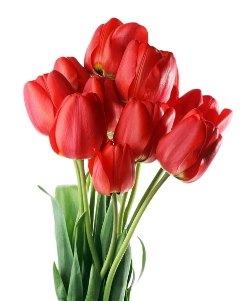 stock image Tulips isolated on white