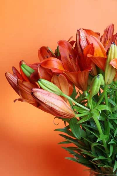 Orange lilly on a orange background. Summer flowers — Stock Photo, Image
