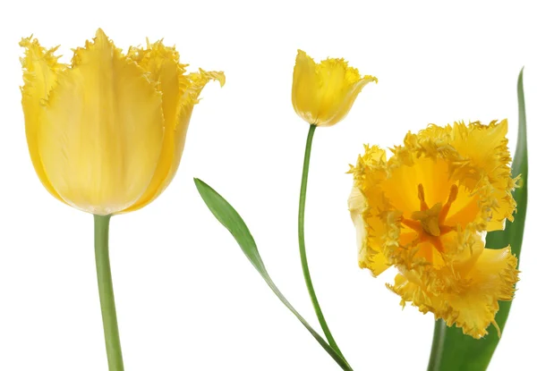Tulips isolated on white — Stock Photo, Image