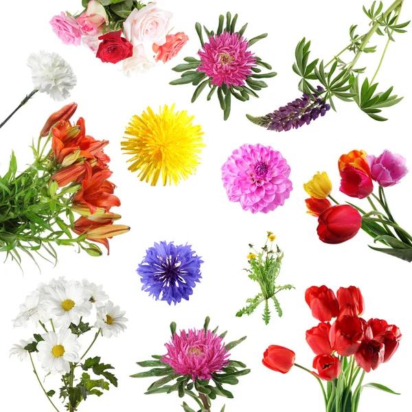 Sammlungen von Sommerblumen isoliert — Stockfoto