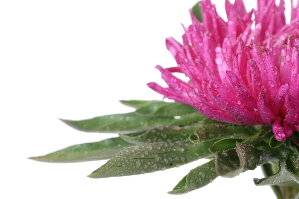 stock image Pink China aster Isolated on white background