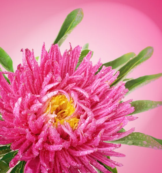 粉红色的背景上孤立的粉红色中国翠菊 — 图库照片