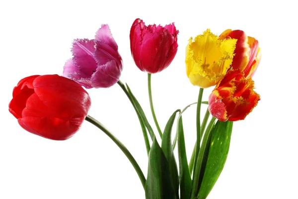 stock image Tulips isolated on white