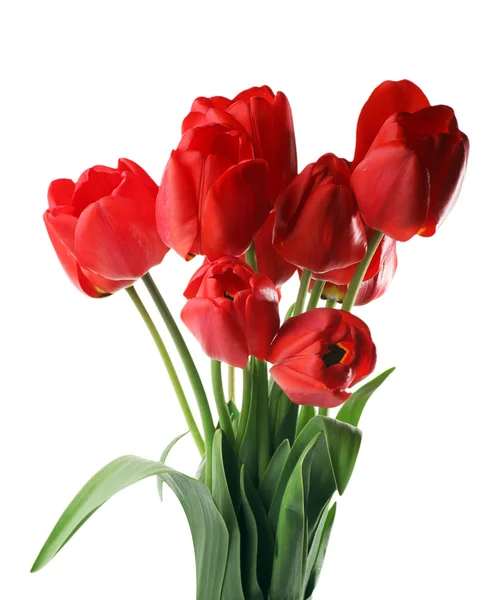 stock image Tulips isolated on white