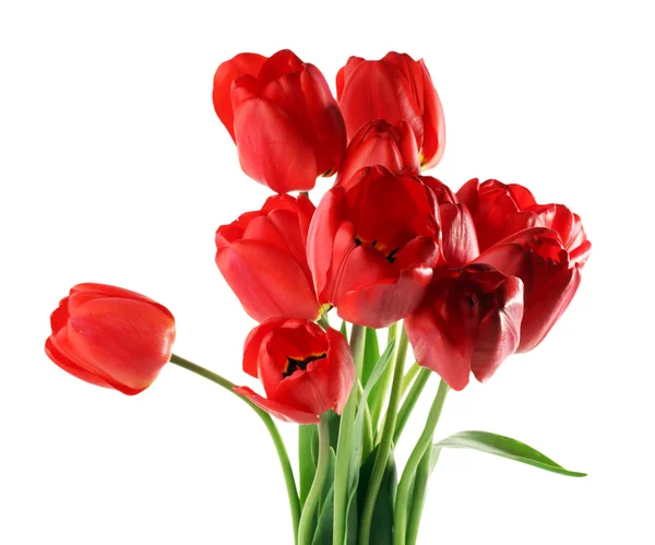 Tulips isolated on white — Stock Photo, Image