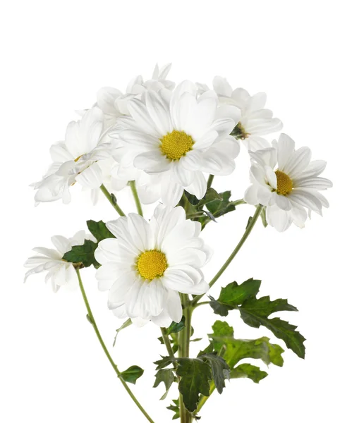 在白色背景上的新鲜雏菊. — 图库照片