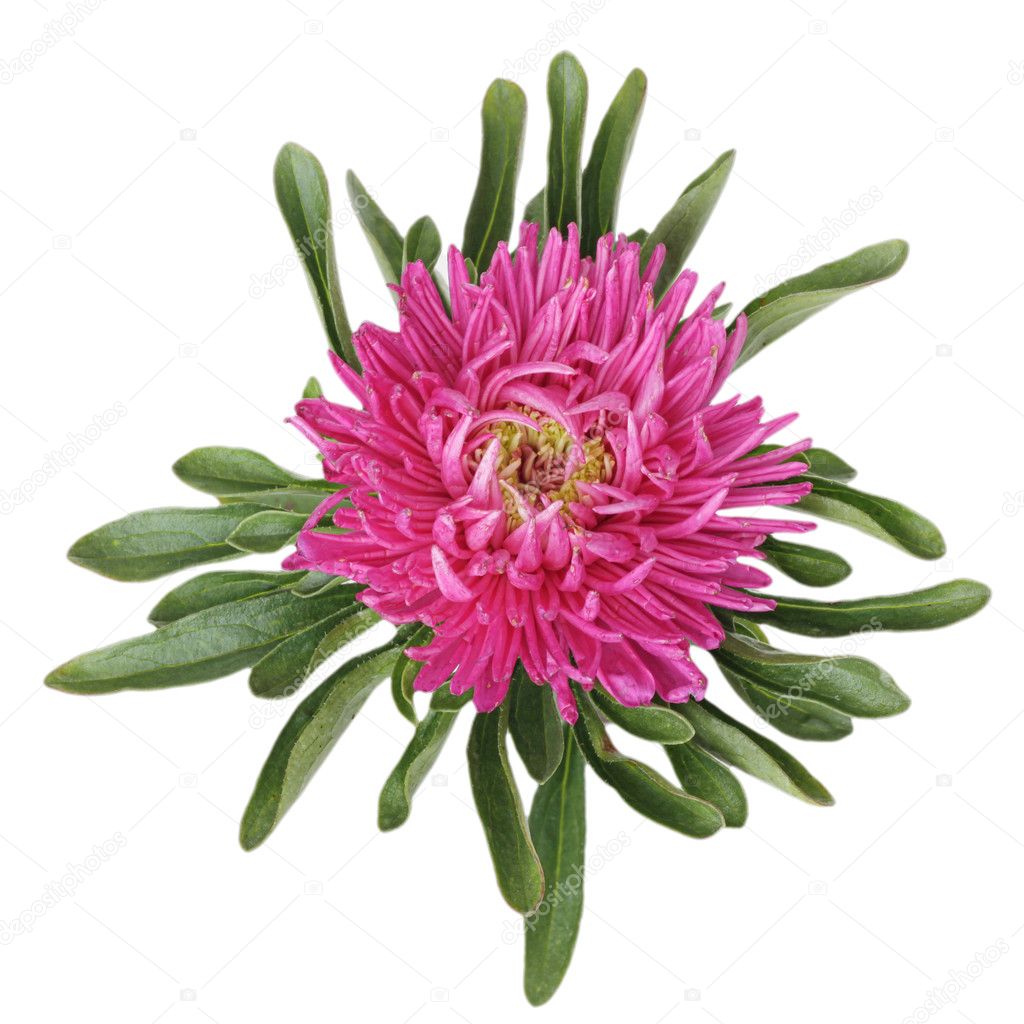 Pink China aster Isolated on white background