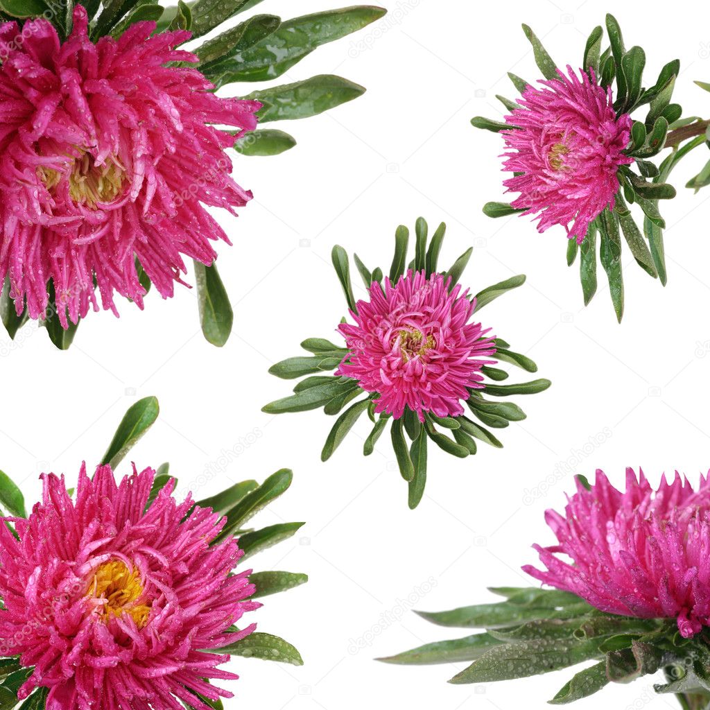 Pink China aster Isolated on pink background