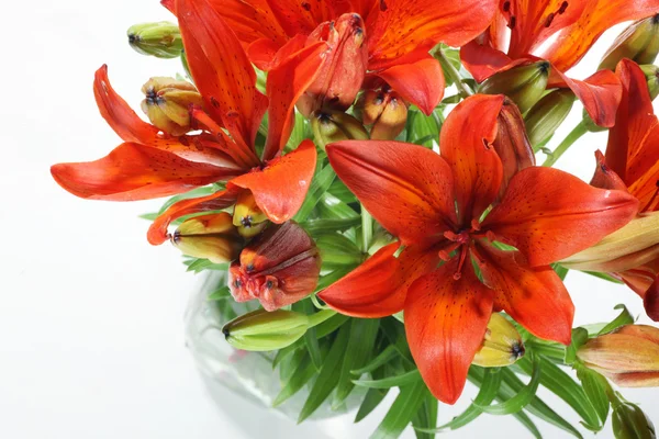 Lilly izolovaných na bílém pozadí. letní květiny — Stock fotografie