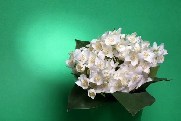 Jazmín fresco. Flor de verano — Foto de Stock