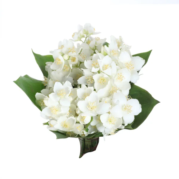 Fresh jasmine. Summer flower — Stock Photo, Image