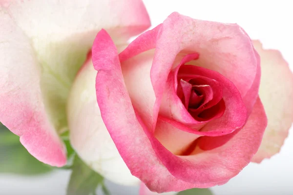 Mooie roos achtergrond met waterdruppels — Stockfoto