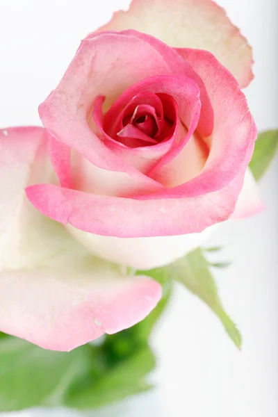 Schöne Rose Hintergrund mit Wassertropfen — Stockfoto