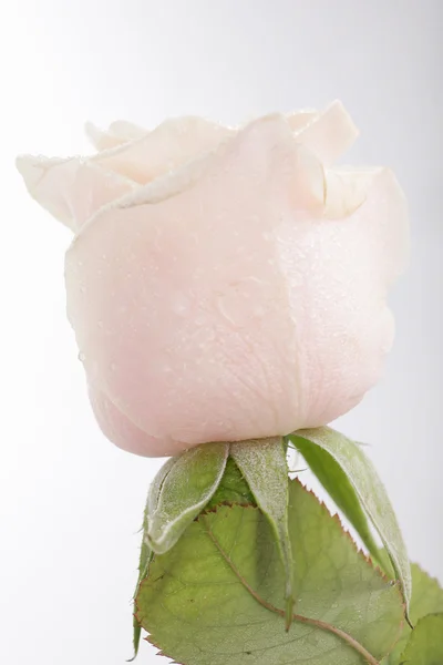 Прекрасний трояндовий фон з краплями води — стокове фото