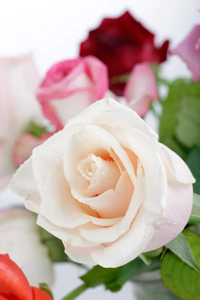 Beautiful rose background with water drops — Stock Photo, Image