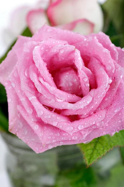 美丽玫瑰背景与水滴 — 图库照片