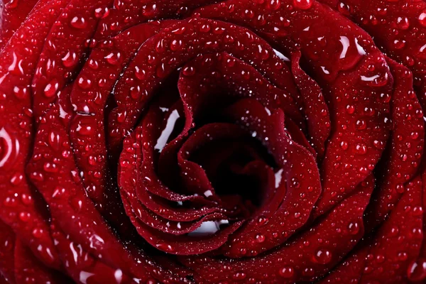 Όμορφο τριαντάφυλλο φόντο με σταγόνες νερό — Φωτογραφία Αρχείου