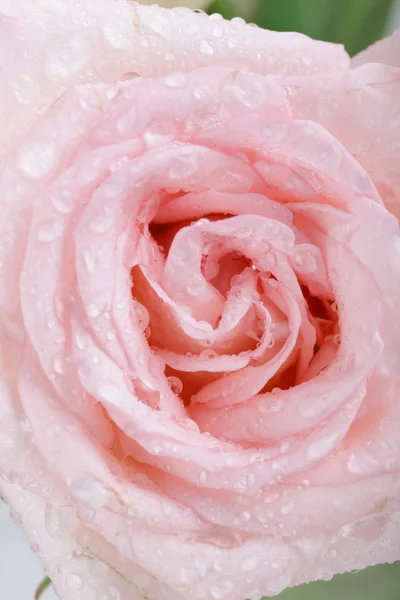 Hermoso fondo rosa con gotas de agua —  Fotos de Stock