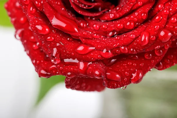 美丽玫瑰背景与水滴 — 图库照片