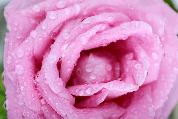 Όμορφο τριαντάφυλλο φόντο με σταγόνες νερό — Φωτογραφία Αρχείου