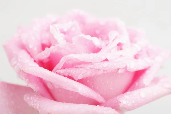 水滴の美しいバラの背景 — ストック写真