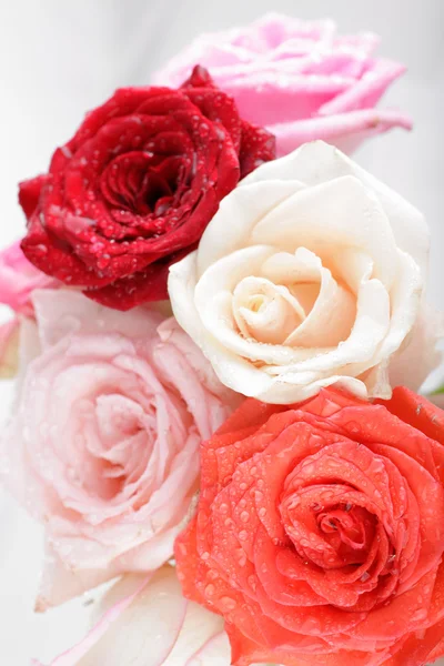 Beautiful rose background with water drops — Stock Photo, Image