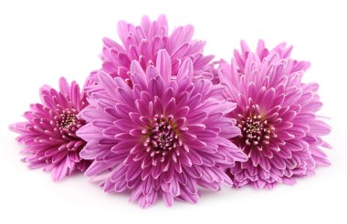 Chrysanthemums clipart