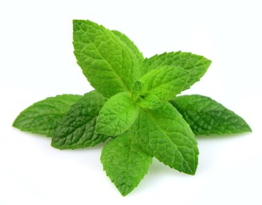 Mint leaf clipart