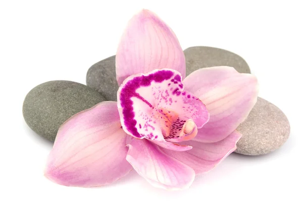 Stones and pink orchid flowers — Stock Photo, Image