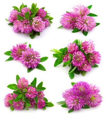 Red clover flower clipart