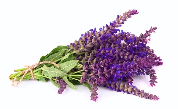 Fragrant lavender — Stock Photo, Image