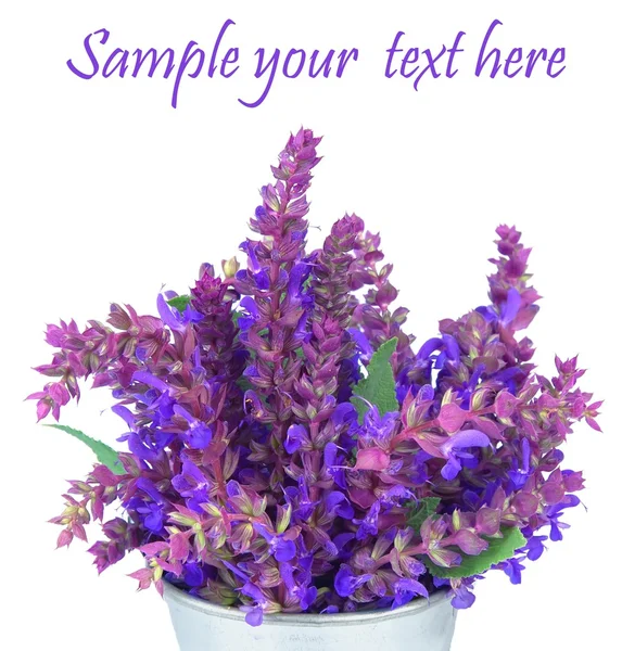 Geurige lavendels bloemen — Stockfoto