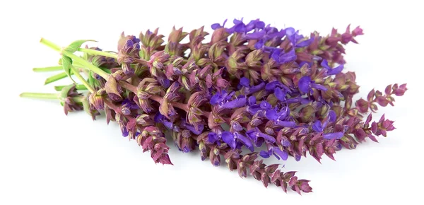 Fragrant lavenders flowers — Stock Photo, Image