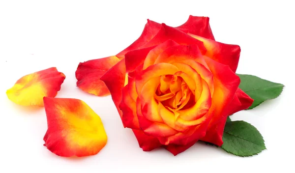 Μια ενιαία όμορφο τριαντάφυλλο — Φωτογραφία Αρχείου