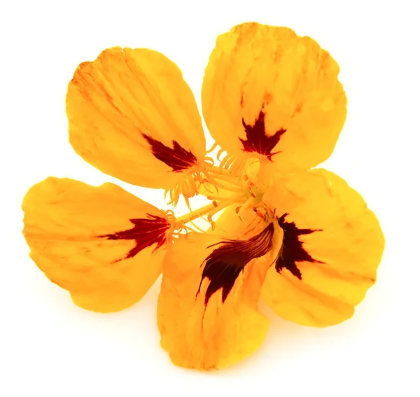 Fleur jaune d'un nasturtium — Photo