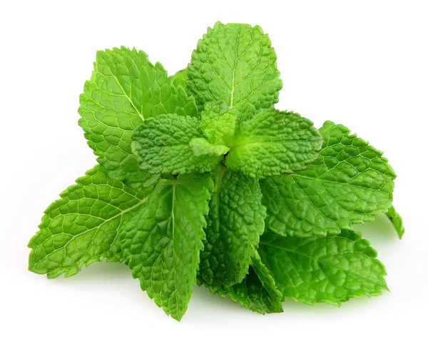 Mint leaf close up — Stock Photo, Image