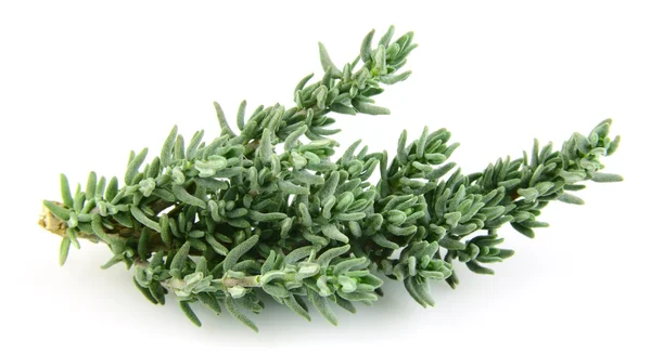 Thyme branch — Stock Photo, Image