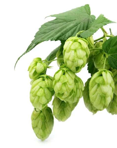 Blossoming hop with leaves — Stock Photo, Image