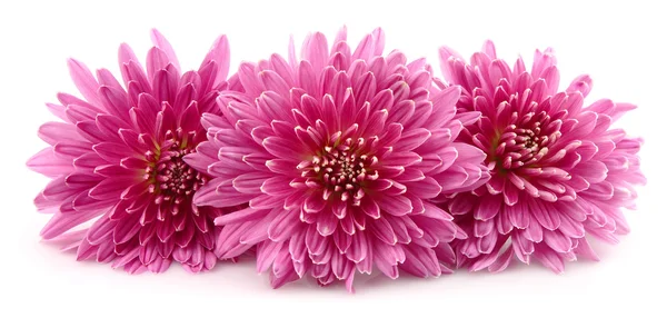 Flores de crisantemos —  Fotos de Stock