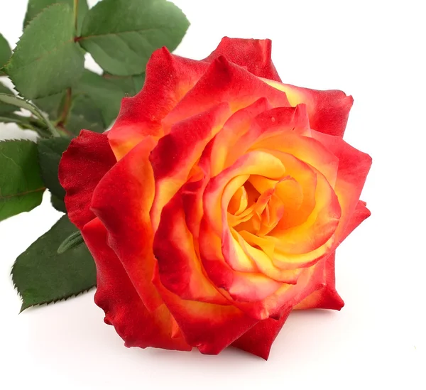 Rose med blad — Stockfoto