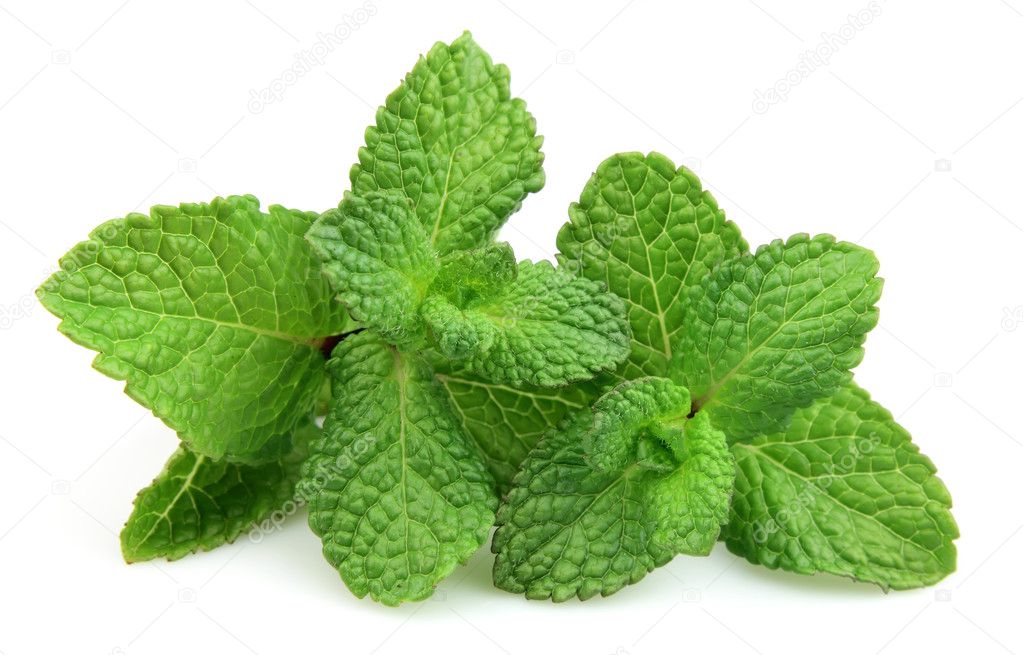 Two branches of fresh mint
