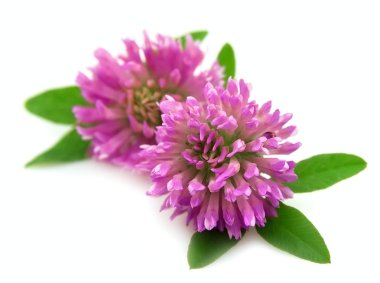 Red clover flower clipart