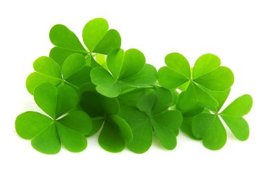 Leaf clover clipart