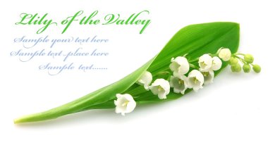 Lily of the valley clipart