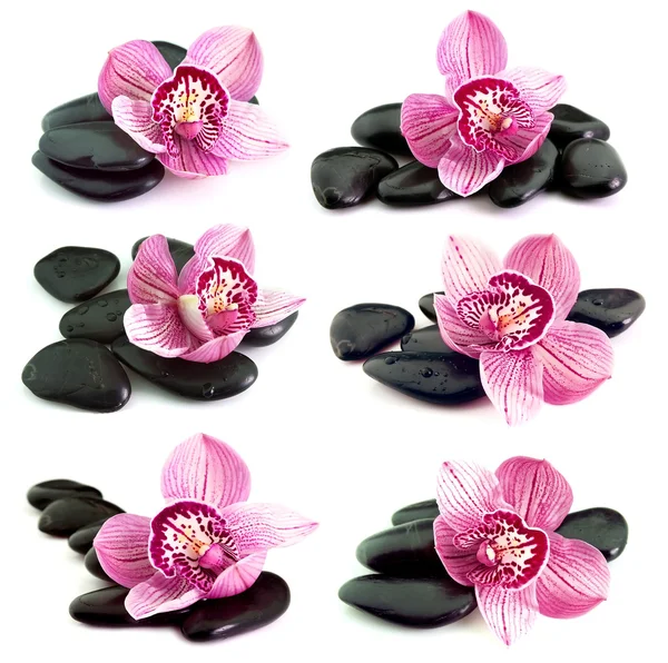 Steine mit Orchideenblüte — Stockfoto