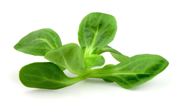 stock image Corn salad on white