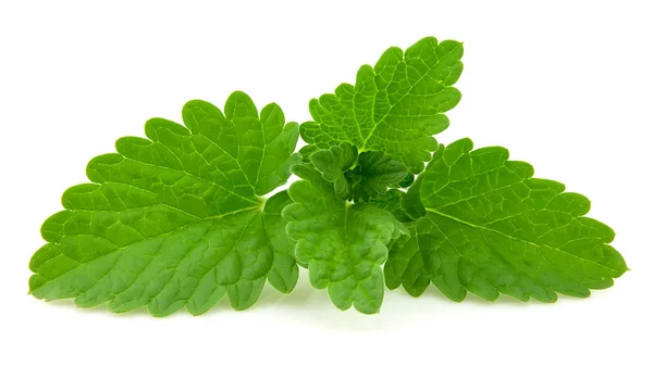 Fresh leaf of melissa — Stock Photo, Image
