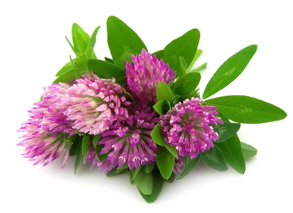 Kleeblumen — Stockfoto