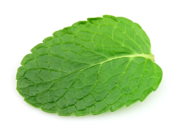 One leafs of mint — Stock Photo, Image