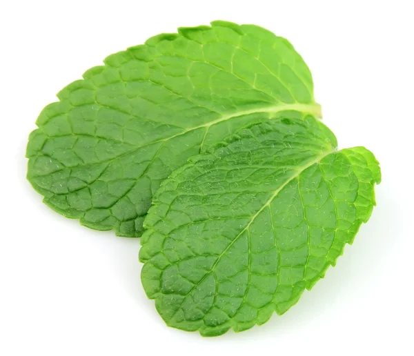 Leaves of mint — Stock Photo, Image
